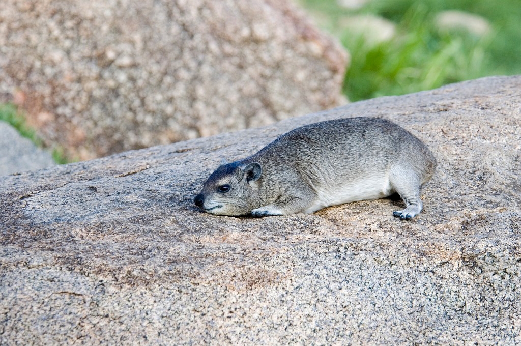 Serengeti Elephant sherw00.jpg - Rock Hyrax (Heterohyrax brucei), Seronera Lodge Serengeti N.P. Tanzania March 2006